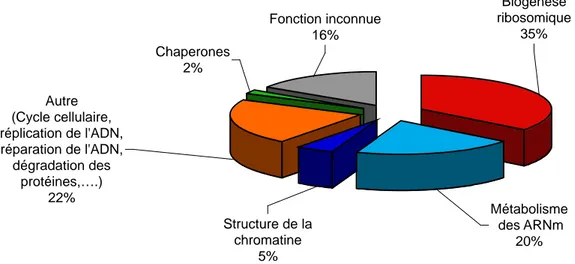 Figure 9 : Composition protéique du nucléole en fonction du rôle des protéines. 