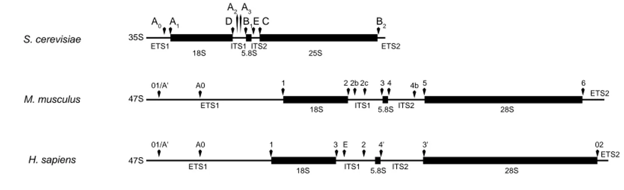 Figure 11 : Taille des différentes régions du long précurseur polycistronique des ARNr chez différen- différen-tes espèces