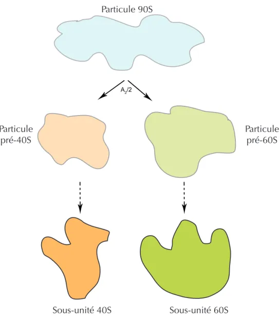 Figure 12  : Séparation de la particule 90S en particules pré-40S et pré-60S. 