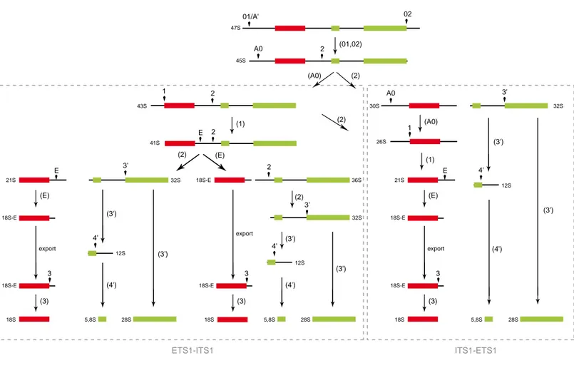 Figure 13 : Schéma de maturation des ARNr 18S, 5,8S et 28S. 