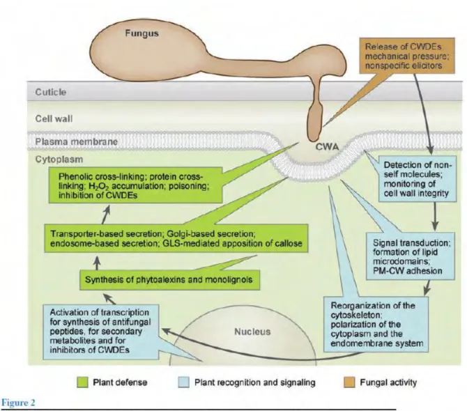 Figure I-18 : Mécanismes de défense liés à des modifications de la paroi des plantes.  (Hückelhoven 2007)
