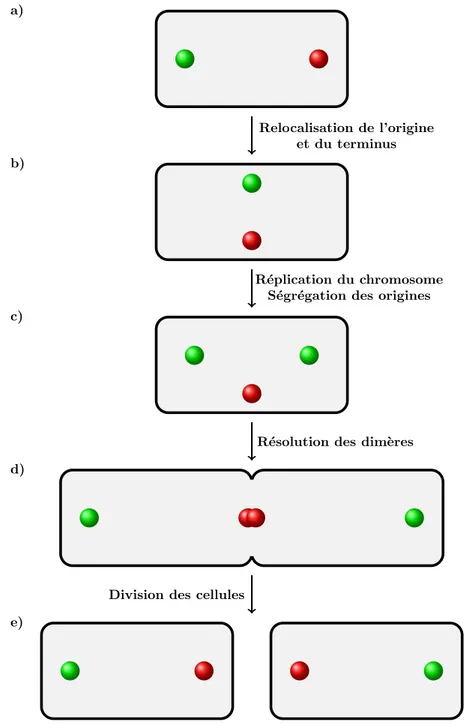 Figure 2 – Mod` ele de s´ egr´ egation des chromosomes de Bacillus Subtilis et d’Escherichia coli en croissance lente