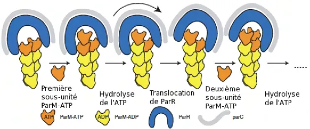 Figure 19 – Mod` ele de la polym´ erisation de ParM en  marche d’escalier  L’h´elice de ParR, fix´ee `a parC, reconnaˆıt les unit´es ParM-ATP