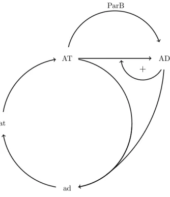 Figure 25 – Repr´ esentation sch´ ematique du m´ ecanisme de r´ eaction diffu- diffu-sion