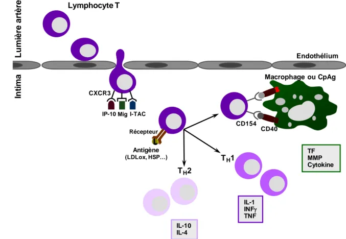 Figure 7  :  Rôles  des  lymphocytes  T  dans  l’athérogénèse.  Les  lymphocytes  sont  recrutés 