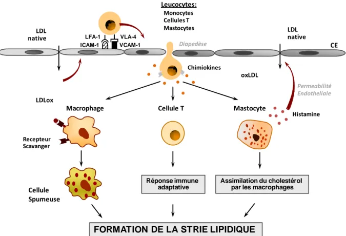 Figure 8  :  Inflammation  dans  la  formation  de  la  strie  lipidique.  Suite  à  l’expression  des 