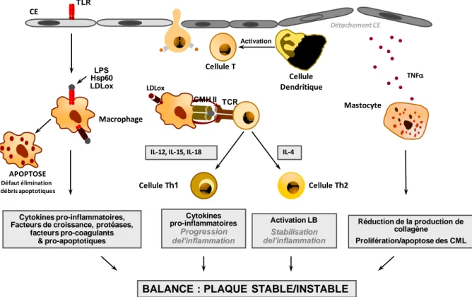 Figure 9 : Inflammation dans la stabilisation de la plaque d’athérome.  Par l’intermédiaire 