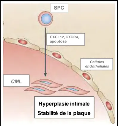 Figure 10 : Rôles des SPC dans le développement de l’athérosclérose. (D’après Weber C,  2008, Nat Rev) [28] 