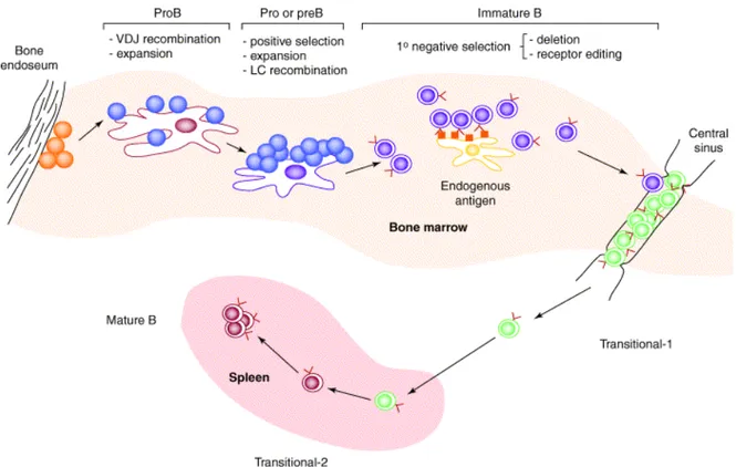 Figure 1 :  Les différentes étapes du développement du lymphocyte B (2) .  A chaque stade de 