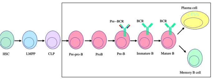 Figure 2 : Schéma simplifié de la différenciation des cellules B  : HSC: hematopoietic stem cell, 