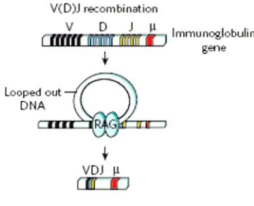 Figure 3 : La recombinaison VDJ de l’immunoglobuline, figure adaptée de la référence (7) :