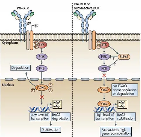 Figure 6 : Modèle de la régulation de la recombinaison IgL (8).  L’arrêt de la phase de prolifération 