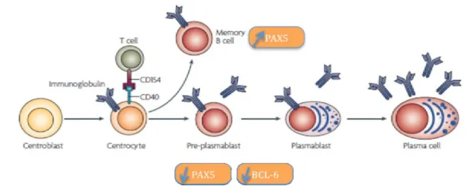 Figure 10 : Le choix entre les cellules B mémoires et les plasmocytes (61). 
