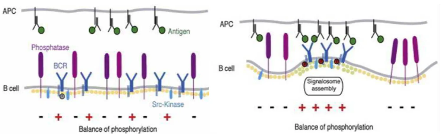 Figure 13: Le modèle de la cinétique de ségrégation du BCR (75):   Au repos, le BCR est parmi les  protéines phosphatases (batonnet violet) et les protéines kinases (bleu clair), ce qui le maintien en état d'équilibre  de signalisation