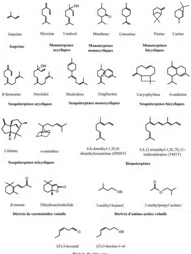Figure 11: Quelques exemples de structure des principaux groupes de COVs (Dudareva et al