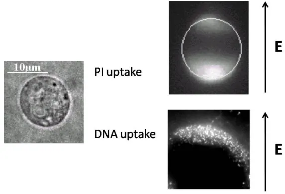 Figure 1.9: Illustration des différents mode d’entrée, entre une petite mo- mo-lécule (iodure de propidium, en haut à droite) et une macromomo-lécule (ADN plasmidique, en bas à droite) dans une cellule CHO (à gauche)