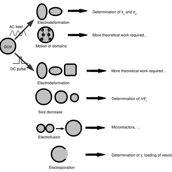 Figure 2.1: Schéma récapitulant l’influence des champs électriques sur des vésicules lipidiques géantes et leurs applications pratiques