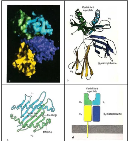 FIGURE 3 : structure d’une molécule de classe I du CMH determinée par  cristallographie aux rayons X (Janeway, immunobiology) 
