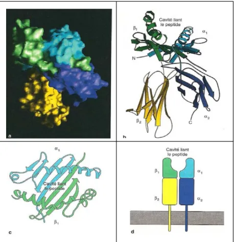 FIGURE 4 : structure d’une molécule de classe II du CMH determinée par  cristallographie aux rayons X (Janeway, immunobiology) 