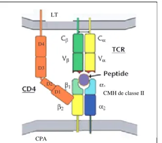 FIGURE 6 : la molécule CD4 et son interaction avec le CMH de classe II (d’après 