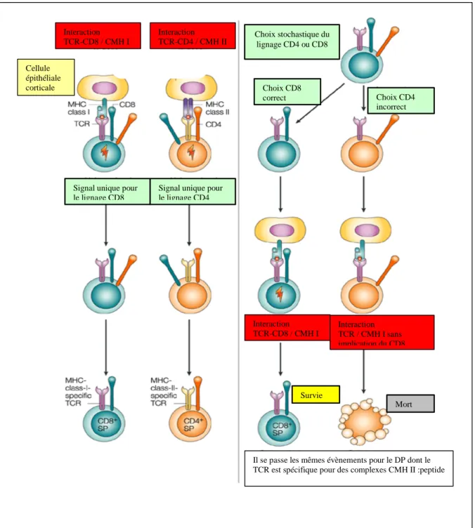 FIGURE 14: le choix du lignage CD4/CD8 : les modèles instructifs et sélectifs  (Kalinski and Moser 2005) 