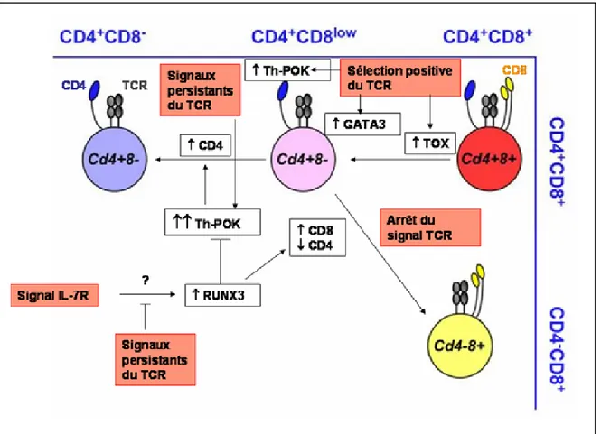 FIGURE 16 : influence des signaux environnementaux et des facteurs de  transcription sur le choix du lignage CD4/CD8 (Singer, Adoro et al
