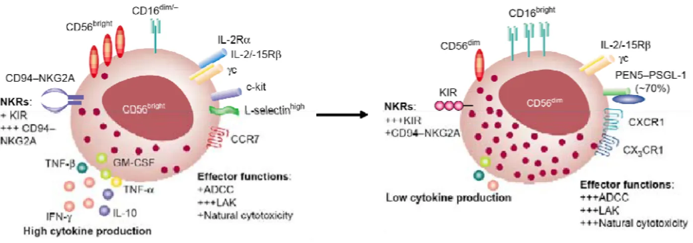 Figure 6  Phénotype des cellules NK CD56 dim  et CD56 bright   (Cooper et al., 2001). 