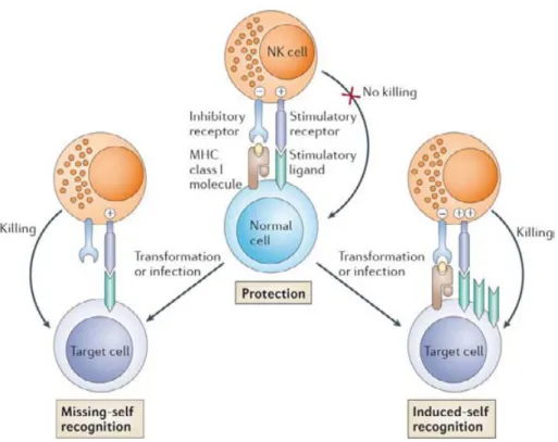 Figure 7  Intégration des signaux inhibiteurs et activateurs des cellules NK (Raulet and  Vance, 2006)