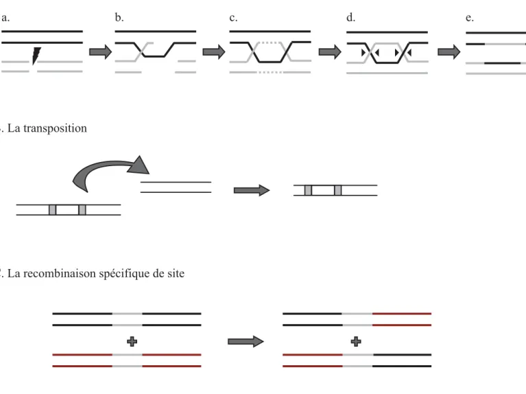 Figure 1. Les trois principaux mécanismes de recombinaison. 