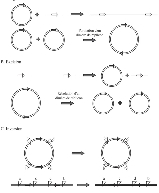 Figure 2. La recombinaison spécifique de site engendre trois types d’évènements différents