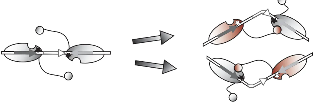 Figure 8. L’assemblage du complexe synaptique contrôle la recombinaison. 