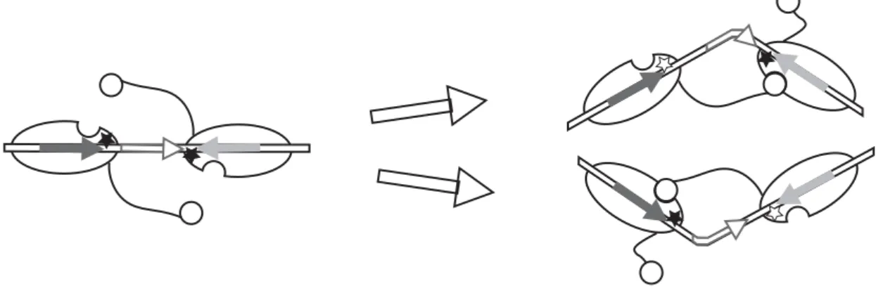 Figure 8. L’assemblage du complexe synaptique contrôle la recombinaison. 