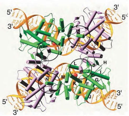 Figure 9 : Structure du complexe synaptique formé par Cre R173K sur un site loxP symétrique