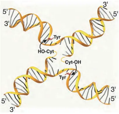Figure 11. Structure de l’ADN après coupure par la recombinase Cre. 