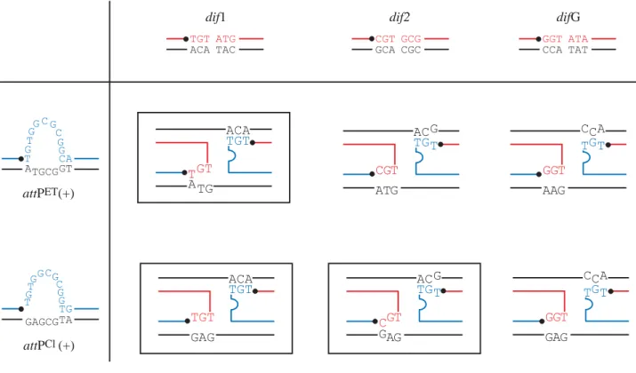 Figure 13 : La stabilité de l'échange de brins donne la spécificité d'intégration du phage CTX
