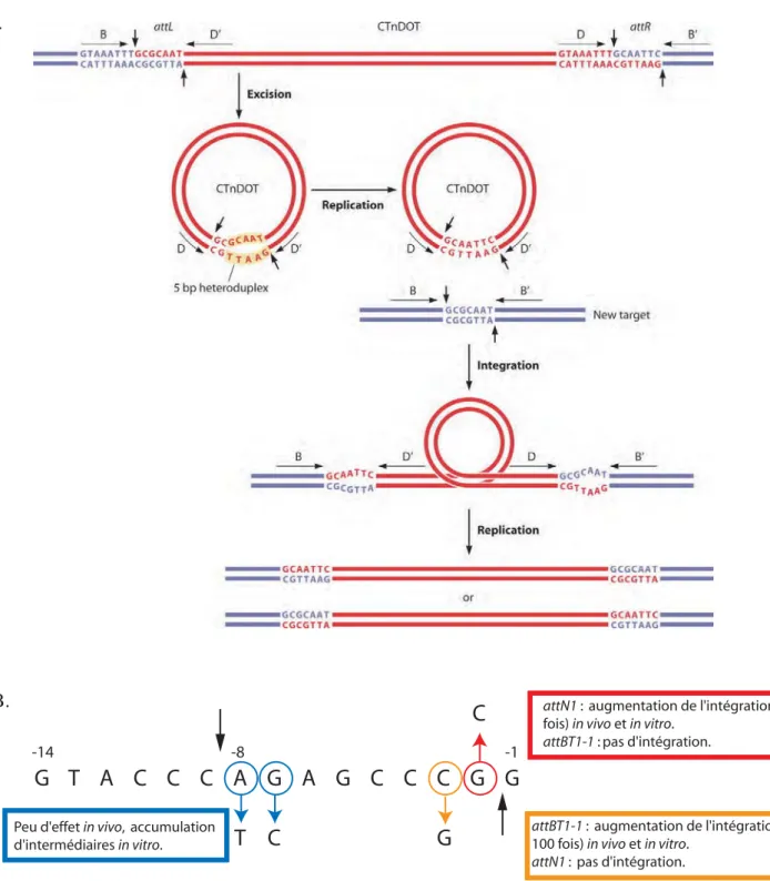 Figure 16. Intégration et excision des transposons conjugatifs CTnDOT et NBU1. 