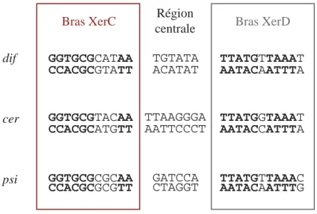 Figure 17. Séquences de sites coeurs reconnus par les recombinases XerC et XerD d'E. coli.