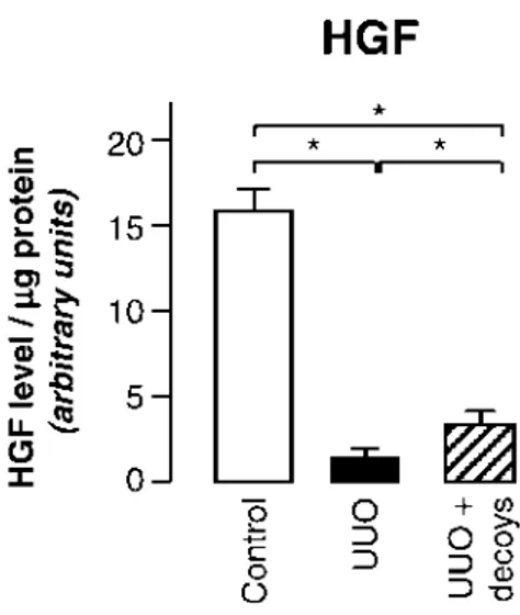 Figure 5. PAI-1 blockade partially restores HGF expression. Renal HGF expression was analyzed by ELISA in control mice (control),  8d-UUO mice (8d-UUO) or 8d-UUO mice supplemented with PAI-1 decoys (UUO þ decoys)