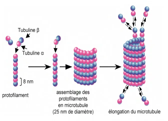 Figure 2 : Formation et structure des microtubules 