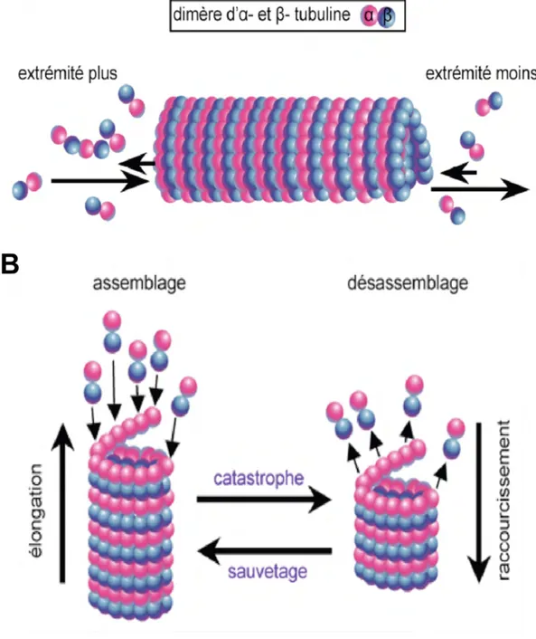 Figure 3 : Dynamique de polymérisation des microtubules 