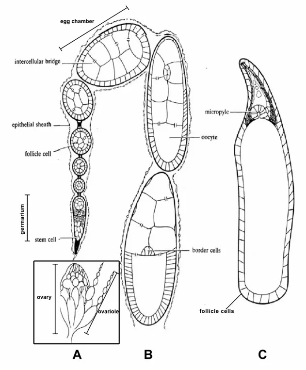 Figure 9 : Ovogenèse chez la Drosophile 