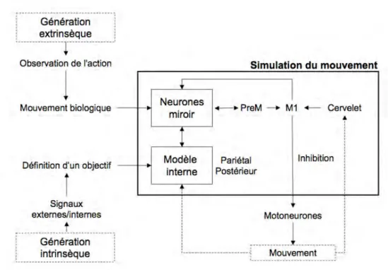 Figure 10. Le processus de simulation motrice d'une action. 