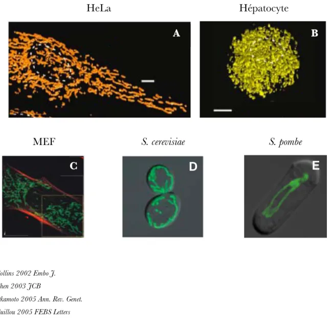 Figure  n°10 :  Morphologie  des  mitochondries  dans  différents  types  cellulaires  révélée  par  microscopie à fluorescence