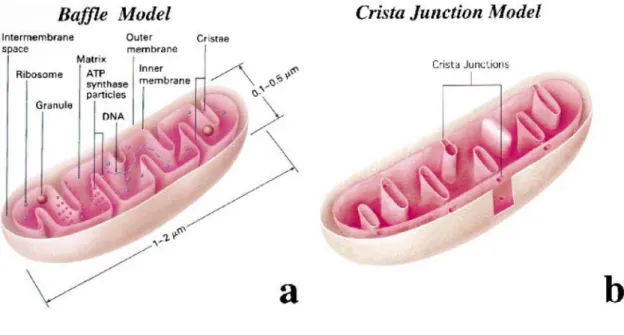 Figure n°13 : Représentations schématiques des différentes modèles de la structure interne des  mitochondries
