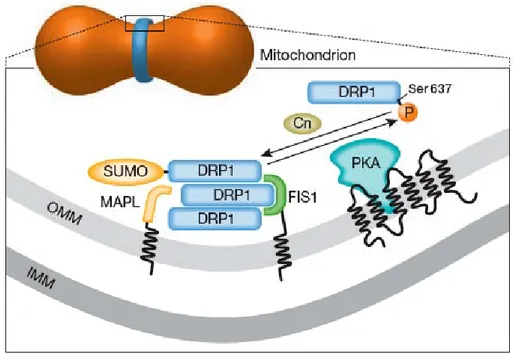 Figure n°23 : Trafic dynamique de DRP1 sur les sites de fission mitochondriale. 