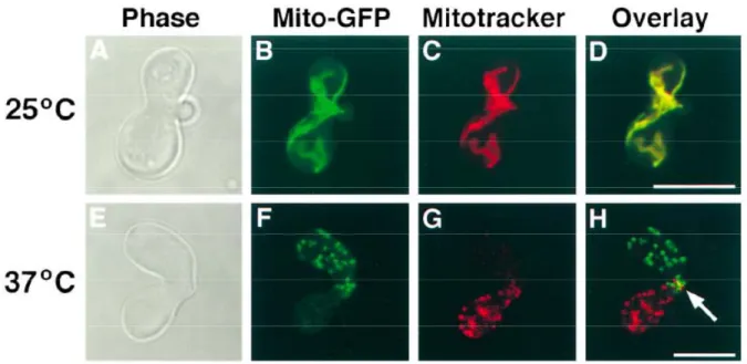 Figure n°28 : Fzo1p est nécessaire pour la fusion mitochondriale au cours de la conjugaison