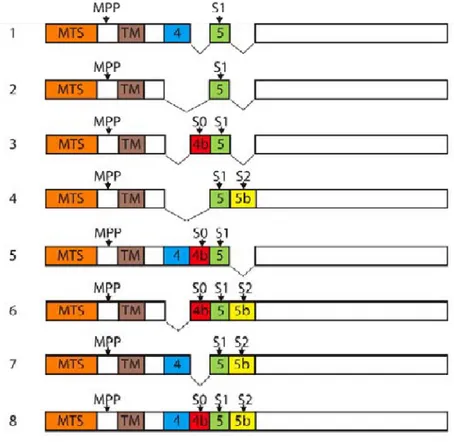 Figure  n°33 :  Représentation  schématique  des  8  variants  d’épissage  humaines  de  la  protéine  OPA1