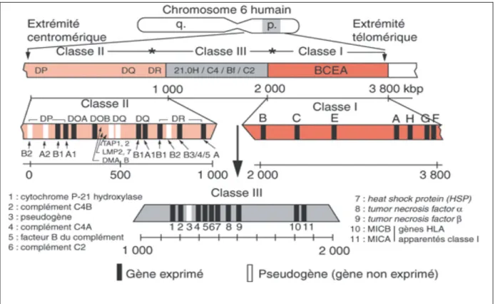 Figure 1 : Carte physique de la région chromosomique HLA.