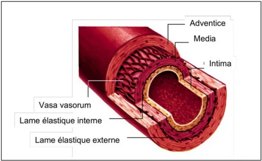 Figure 3 : Structure de la paroi artérielle. Ici sont représentées les 3 