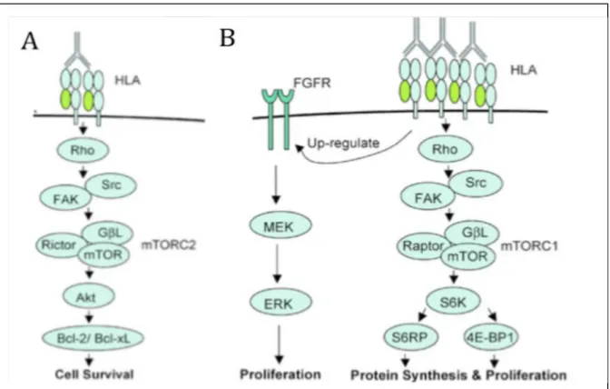 Figure 9 : Cascade de signalisation cellulaire induite par les anticorps anti-HLA.  